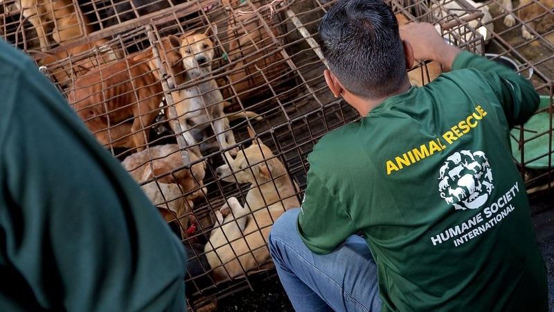 Activists freed 21 dogs and three cats from slaughterhouses in Tomohon yesterday