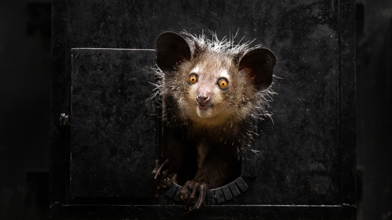 The aye-aye at the Nocturnal House in Dublin Zoo