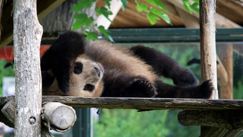 Yuan Meng was born in Beauval Zoo in 2017
