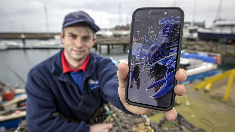 Stuart Brown shows an image of the rare blue lobster he caught in February (File pic)