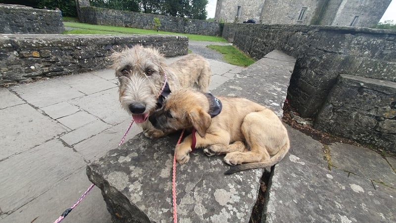 One-year-old Míde and 12-week-old Rían took up permanent residence on the grounds of the castle today