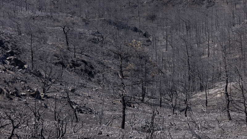 Burnt trees pictured in a valley in Asklipio, Rhodes, today