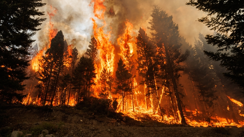 Canadian wildfires have burned some 12 million hectares so far this year