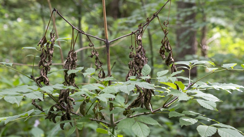 Ash dieback disease is a fungal infection that is killing ash trees across Europe (Stock image)