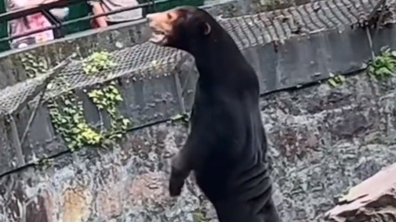A video clip of a bear rearing up and interacting with a group of people at a zoo in eastern Hangzhou city went viral on Chinese social media