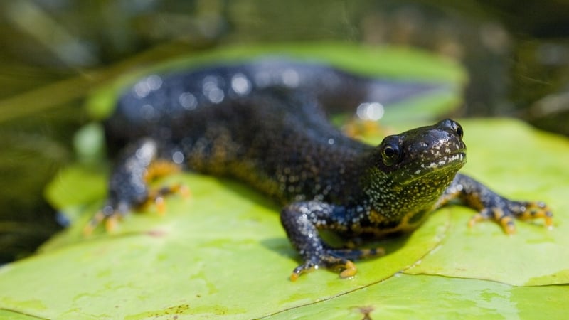 Great crested newts are a protected species (File pic)
