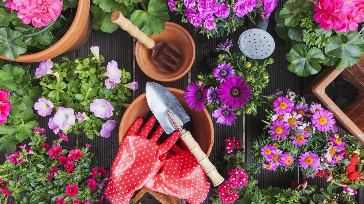 Late summer gardening tips