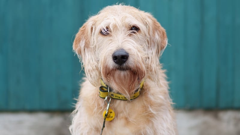 Dogs Trust said there is an 'unwanted dog crisis'