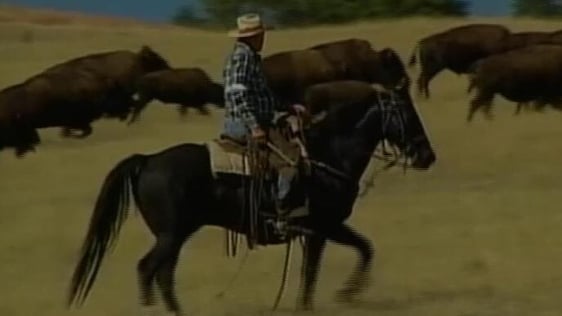 South Dakota Cowboy, 2003
