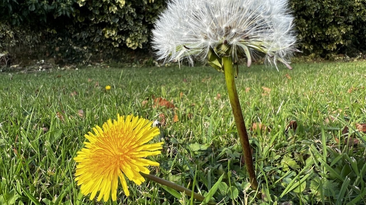 The Dandelion