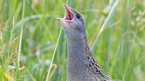 Corncrakes are extremely shy and elusive birds that fly more than 6,000km to Ireland from the Congo region of West Africa to mate and have their young
