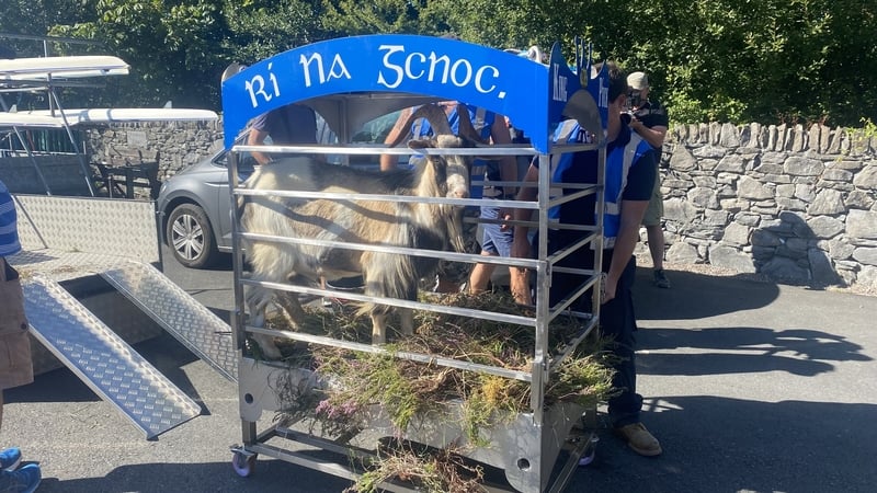 The goat was removed from the high stand overlooking Killorglin a number of times during last year's fair (file image)