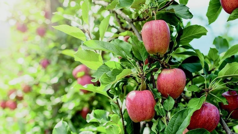 The win-win fruit. Photo: Teagasc
