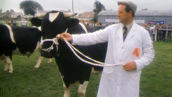 Cattle display at Cappamore County Limerick Agricultural Show, 1983.