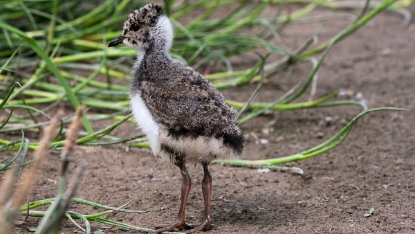 Two breeding pairs of lapwings have been spotted at Lecale Fens special area of conservation