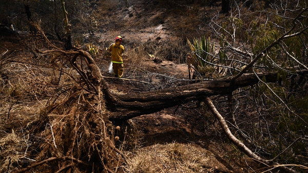 A fallen tree uprooted by high winds rests on the ground as a firefighter extinguishes a fire near homes in Maui