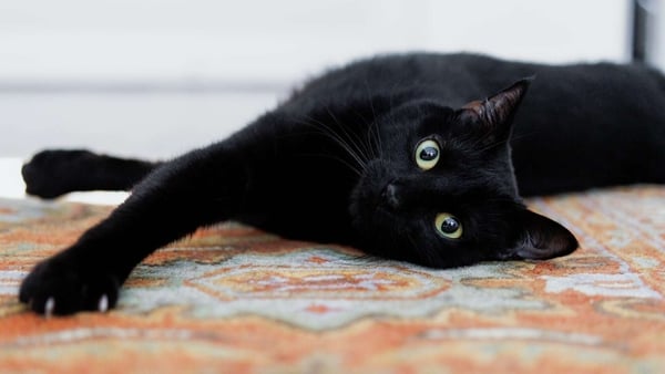 'Dogs have owners, cats have staff.' Photo: Getty Images
