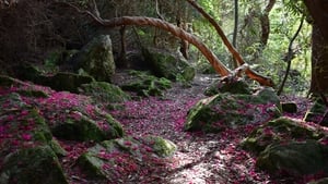 Gaelic Woodland Project  show image
