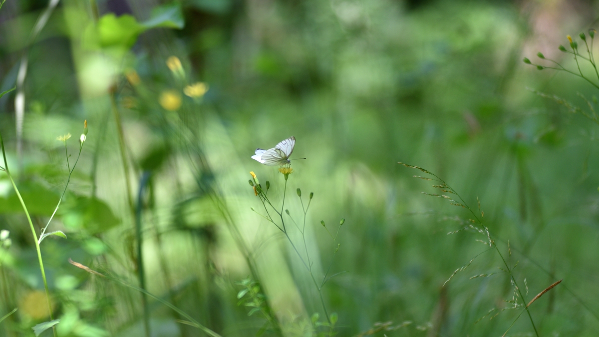 Rewilding 