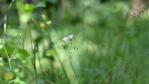Rewilding  show image