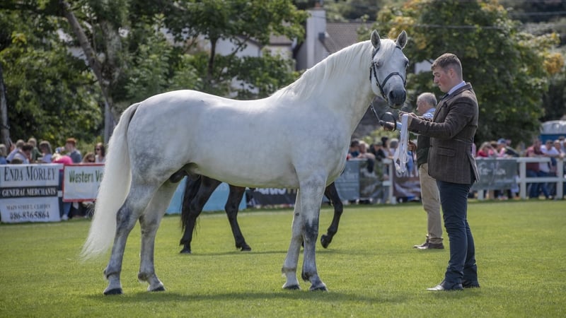 A special parade of past champions has taken place, celebrating previous winners to mark the centenary of the Connemara Pony Breeders' Society (Pic: Rynes Walker Photography)