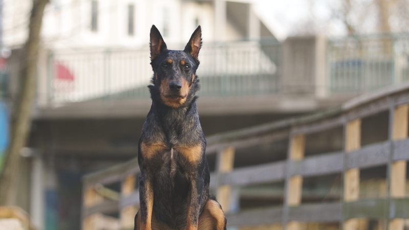 A Doberman with cropped ears (stock)