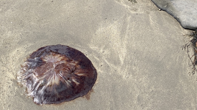 Some jellyfish can still sting even when washed up on the beach