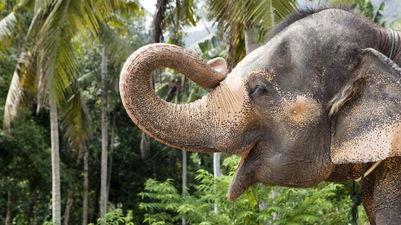 In the wild, Asian elephants typically live into their mid-50s
