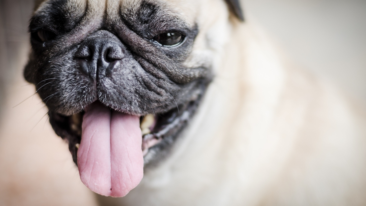Managing your dog’s smelly breath: the importance of detecting and treating dental disease in pets