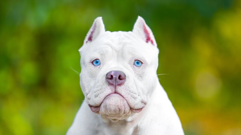 Cutting dogs' ears is an 'unnecessary, cruel practice that has no place in Ireland', Minister McConalogue said