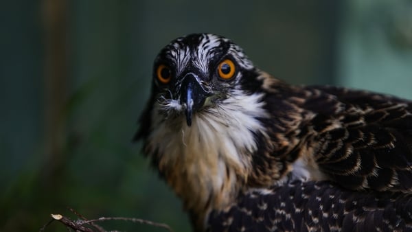 This week saw the first recorded case of the bird breeding on the island in over 200 years