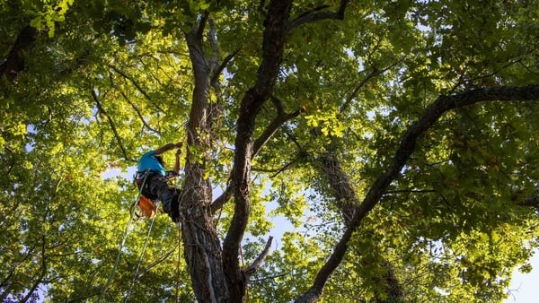 Apprenticeships: Be top of the tree whatever you want to be!
