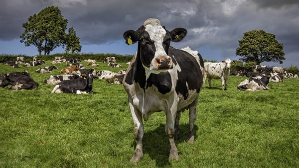 A sharp downturn in dairy commodity prices internationally drove down milk prices