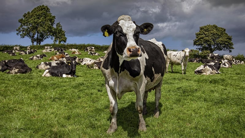 A sharp downturn in dairy commodity prices internationally drove down milk prices