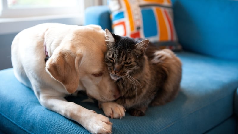 Pets can be important not only to how we feel but our sense of purpose and broader satisfaction with life. Photo: Getty Images