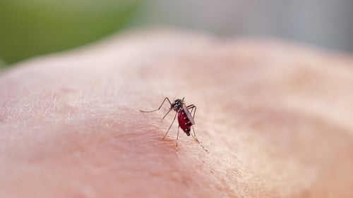 If a tiger mosquito stings a person who has imported a virus from abroad, it then becomes a carrier of the disease