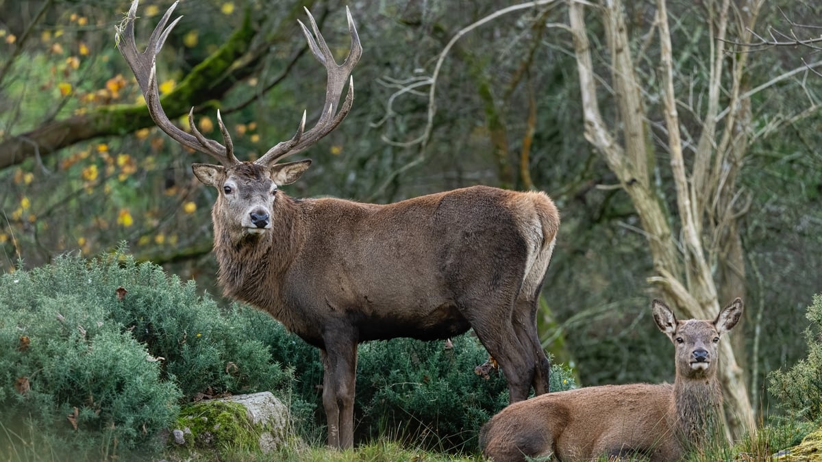 Deer Collisions