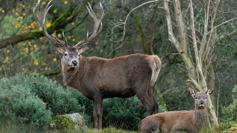 The Irish Deer Commission suggested the increase in deer licenses issued contributed to the increase in the cull
