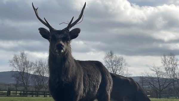 Deer hunting licences are valid until 31 July next