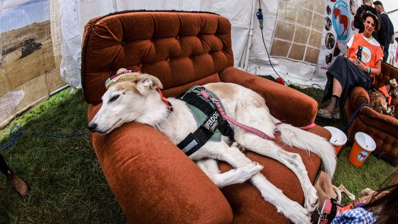 Chilling in the My Lovely Horse Rescue tent