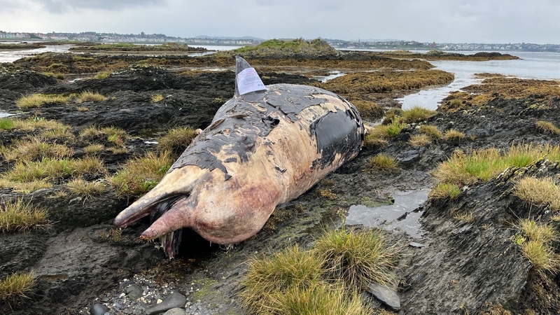 The National Trust asked the public to avoid the path at Ballymacormick Point near Ballyholme