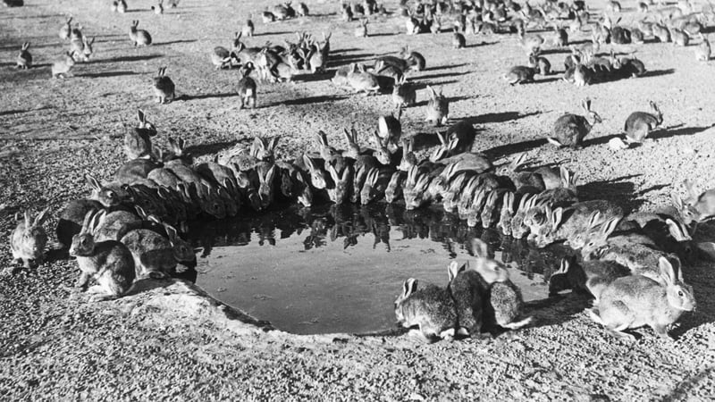 A 1961 photo of rabbits drinking at a watering hole in Adelaide