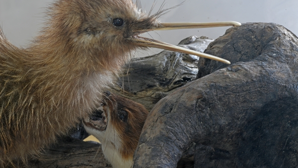 A stoat attacking a rowi chick, the rarest type of kiwi