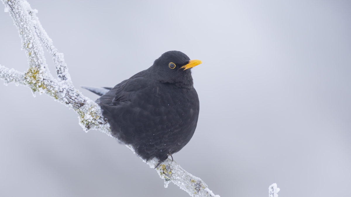 The uplifting power of a Blackbird