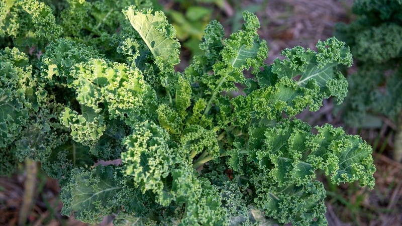 The aim of New Genomic Techniques is to produce climate resilient crops (file image)