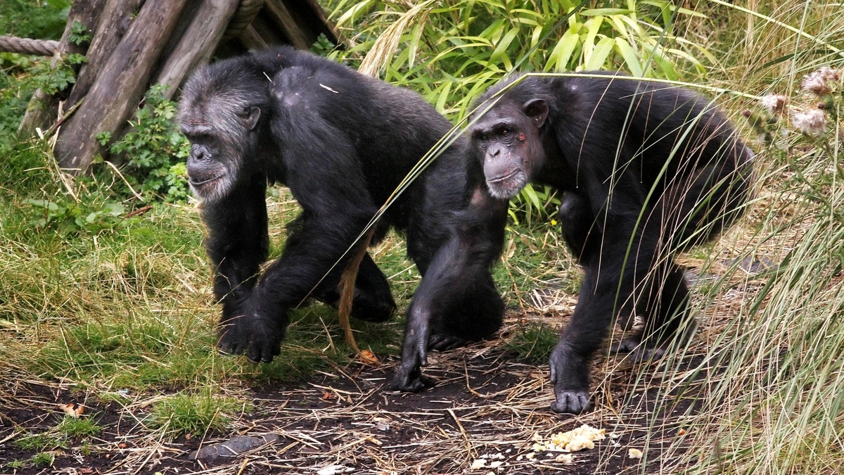 Ability to self medicate found in chimpanzees