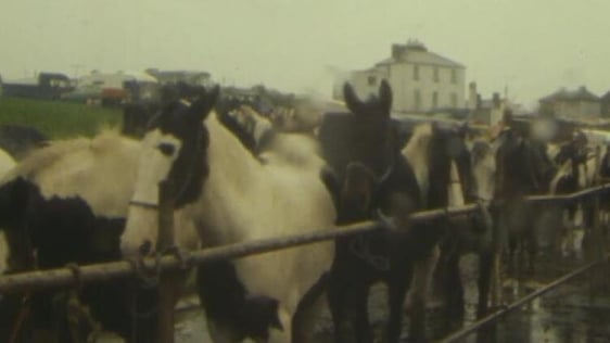 Ballinasloe Horse Fair, 1983