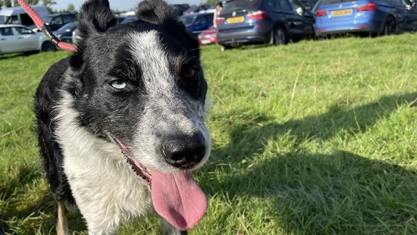 Last year's winning sheepdog Jock