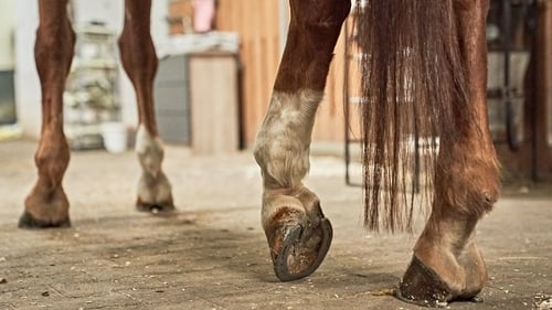 Stable owners Donagh Kelly and Anita Kelly dismissed yard manager Charlie Wheatley in April 2022 (Stock image)