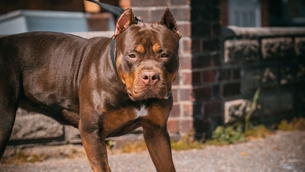 The XL bully dog ban will be implemented in two phases between October and February (File image)